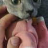 天津家养无毛猫斯芬克斯猫，已驱虫疫苗