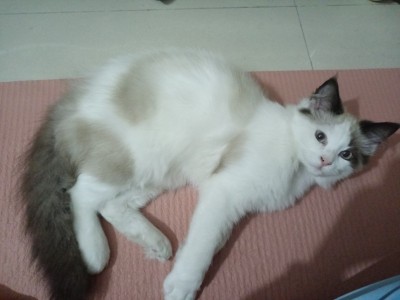 布偶猫，广东惠州石湾，三个多月大