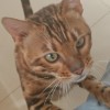 一岁半的豹猫，爱粘人，坐标连云港