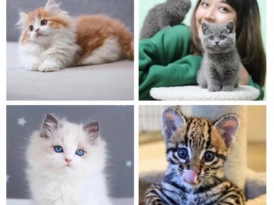 英短猫咪出售 蓝猫 蓝白 布偶 渐层 美短猫咪都有