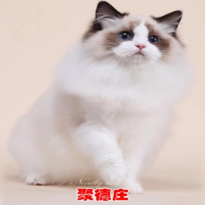 布偶猫咪出售 无病无藓保健康