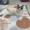 自家养滴布偶猫出售，1岁颜值高，活泼可爱，江苏南通