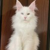 （异瞳）缅因猫，8个多月缅因弟弟，未绝育