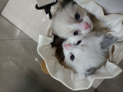 家养五只布偶幼猫两个月会用猫砂盆吃猫粮照顾不了那么多欢迎咨询