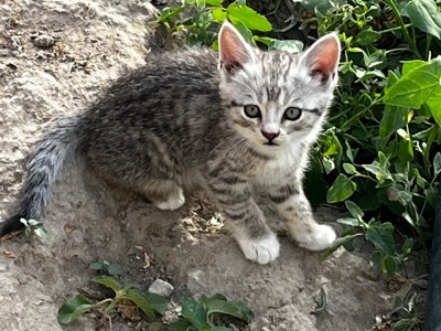 新疆伊犁出虎斑猫，一个月20多天，有六只
