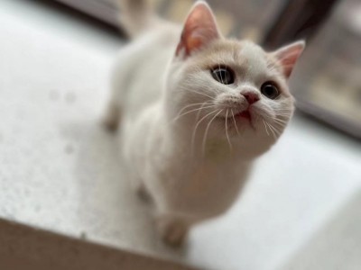 曼基康矮脚猫，身体健康，乳白，坐标辽宁省盘锦