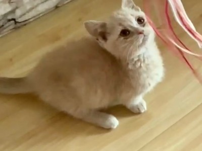 矮脚曼基康猫 纯种 2000元出 有健康和疫苗证明