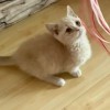 矮脚曼基康猫 纯种 2000元出 有健康和疫苗证明