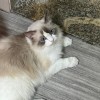 肇庆市布偶猫 ，己成年，健康干净，温柔可爱
