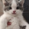自家繁殖的英短蓝白猫，会用猫砂盆也会吃猫粮，仅限周边自提