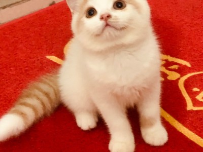 广州家养英短猫生的英短乳白猫找新家