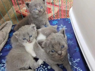 山东枣庄英短蓝白蓝猫，寻找新的主人，都是品种猫