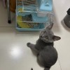 家养英短蓝猫出售，已驱虫，坐标浙江金华市