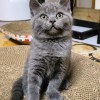 出售4个月的蓝猫，可爱至极，欢迎联系