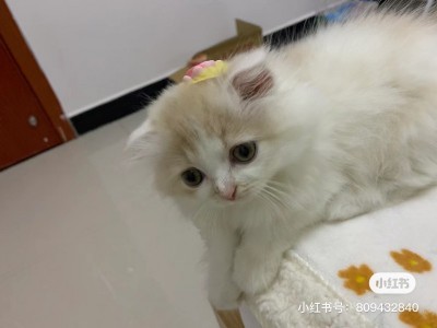 湖北省宜昌市乳白高地猫，快四个月，打两针