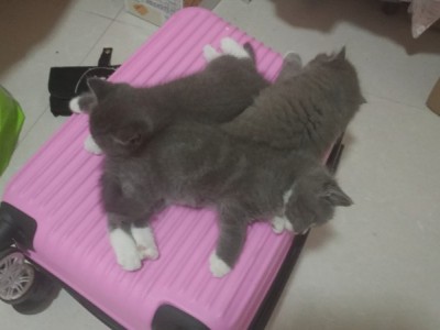 家养英短蓝猫，二个月小猫，坐标江西南昌