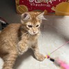 红虎斑缅因猫，两个月大有疫苗本，坐标广州