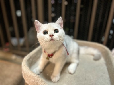 小偿银渐层弟弟小奶猫，求新家，坐标广州