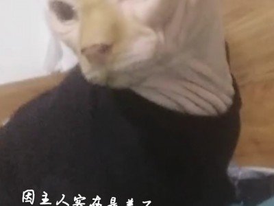 斯芬克斯无毛猫，公猫，特别粘人听话，坐标吉林长春