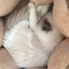 布偶猫美美找新主人，已驱虫，母猫
