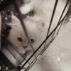 深圳宝安金吉拉猫2个月大，送猫笼、猫砂、猫粮等