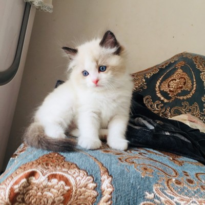 自家繁育布偶猫一只，颜值在线