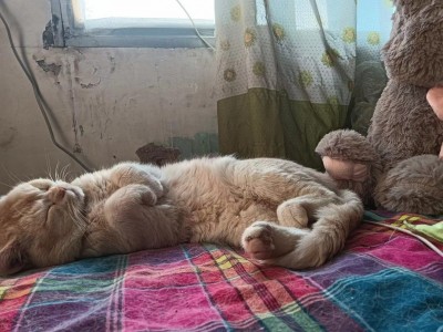 给金渐层猫咪寻求新家，坐标郑州
