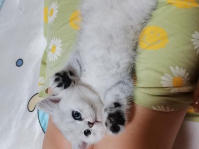 银渐层幼崽两个月大  两公一母 会用猫砂  性格温顺粘人