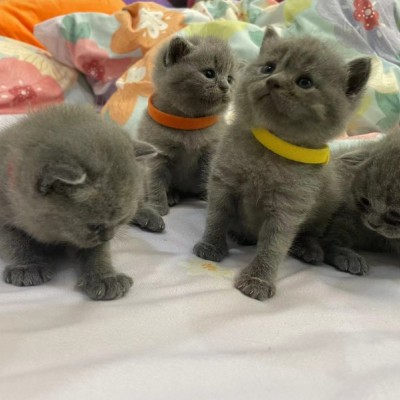 小蓝猫，自家纯种，都是妹妹，爸爸妈妈大眼睛又乖又可爱