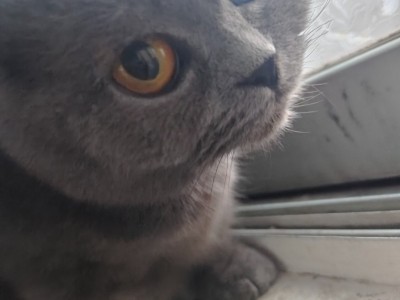 贵州省贵阳市矮脚蓝猫，安静不闹