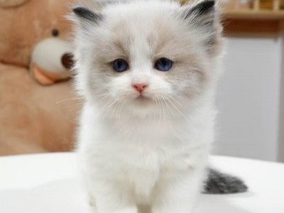 四个多月大布偶猫，超级可爱的猫妹妹，性格温顺，活泼