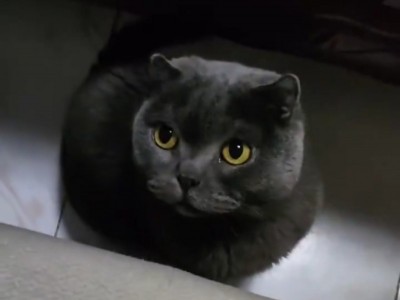 英短蓝猫，很乖狠粘人，非常可爱