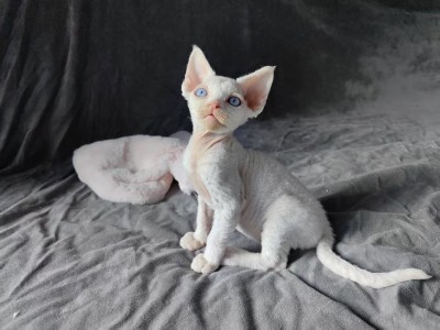 家养德文卷毛猫，梵高三花和黑鼻三花，坐标四川成都