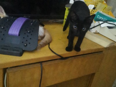 全黑色（玄猫）小母猫，身体健康