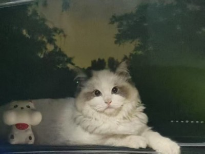 同城本地出布偶猫，纯血线社会化训练完成，亲人