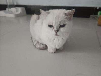 小偿领养，喜欢宠物猫又想捡漏的来