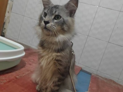 自养银虎斑缅因猫，六指公猫，因主人过敏，现出售，已驱虫