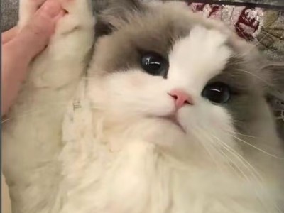 家养布偶猫，只卖布偶猫，公母幼仔布偶宝宝