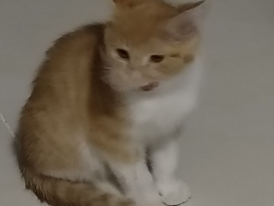 家庭猫繁殖,三猫姜两黄一黑