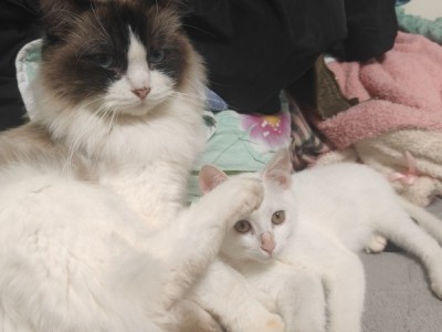 北京市 布偶 九个月 超级听话粘人 已做驱虫