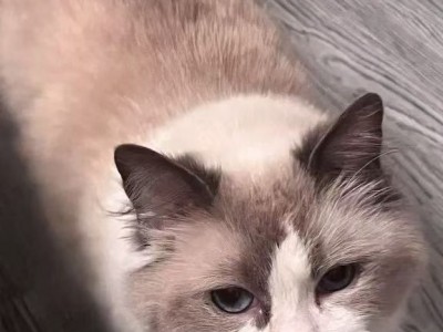 江苏省苏州市昆山市,布偶,性格活泼,喜欢粘人