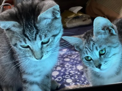 柳州融安 可自提 不远的话可托运 两只美短一公一母不单卖