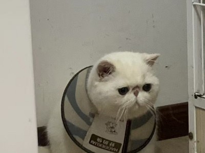 加菲猫猫咪借配