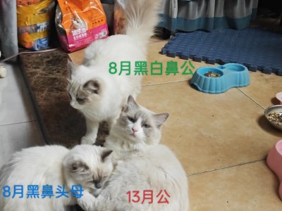 江岸区自养纯种原态布偶猫3只
