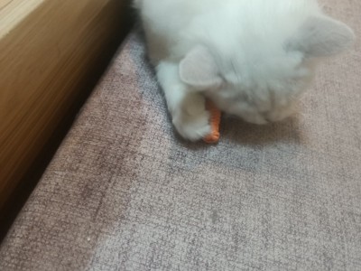 成都双流  金吉拉 同城可自提