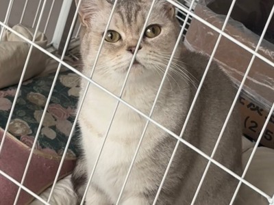 同城自提不邮寄 自己买的英短银渐层小猫 价格可刀