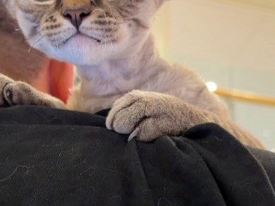 江苏省苏州市，虎斑德文，性格亲人，品相极好