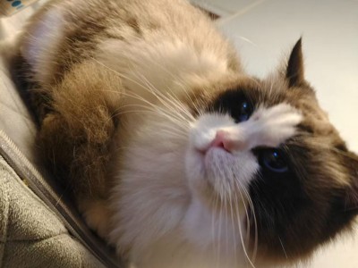 公布偶猫 已做绝育  疫苗已打 今年夏天把毛剃了的因为掉毛