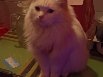 山东临清狮子猫，蓝眼雪白