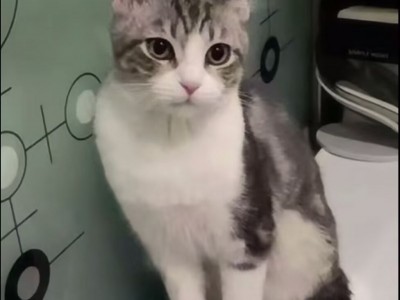 虎斑加白，好看、乖巧、黏人、懂事